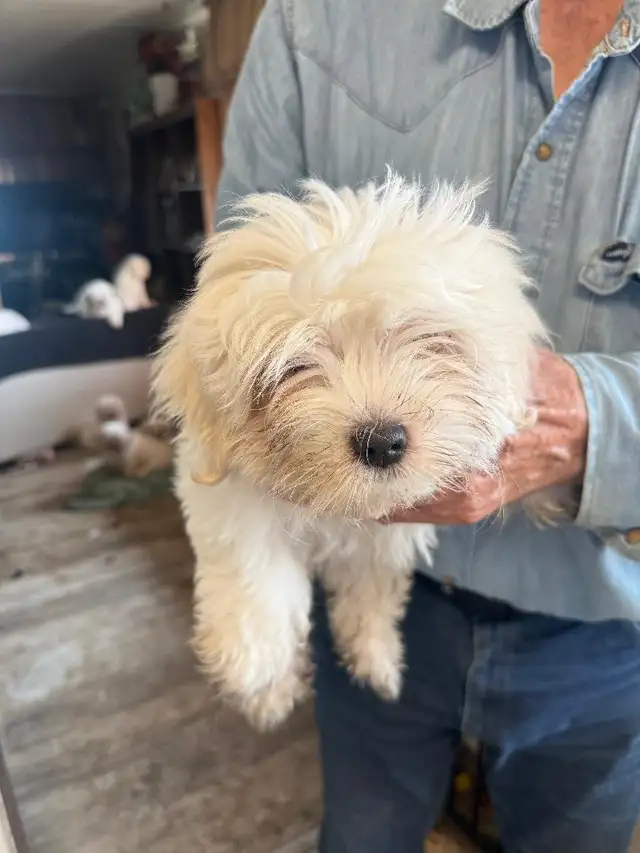 Maltese Puppies