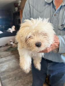 Maltese Puppies