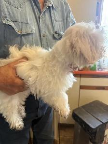 Maltese Puppies - Photo 2