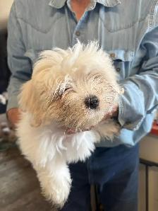 Maltese Puppies - Photo 3