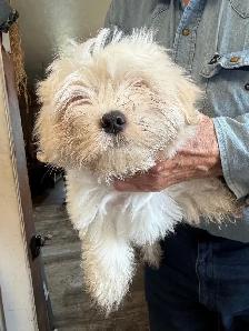 Maltese Puppies - Photo 4