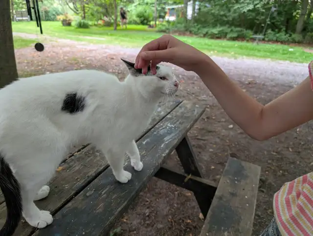 Chatte trouvée non micropucée