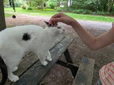 Chatte trouvée non micropucée