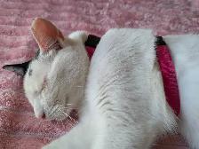 Chatte trouvée non micropucée - Photo 2
