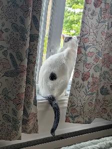 Chatte trouvée non micropucée - Photo 3