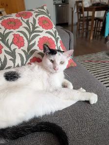Chatte trouvée non micropucée - Photo 4