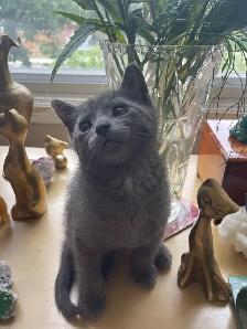 Beutiful grey kitten boy