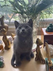 Beutiful grey kitten boy - Photo 2