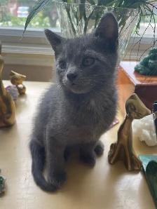 Beutiful grey kitten boy - Photo 3