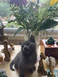 Beutiful grey kitten boy - Photo 4