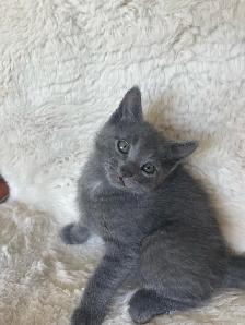 Beutiful grey kitten boy - Photo 5