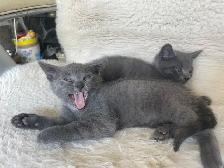 Beutiful grey kitten boy - Photo 6