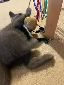 Beutiful grey kitten boy - Photo 7