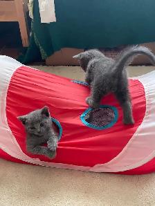 Beutiful grey kitten boy - Photo 10