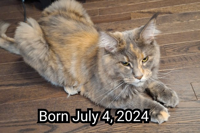 Maine coon cat for rehoming