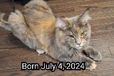 Maine coon cat for rehoming