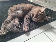 Maine coon cat for rehoming - Photo 2