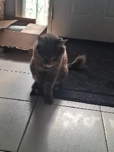 Maine coon cat for rehoming - Photo 3