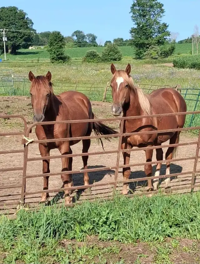 Quarter horse studs colts