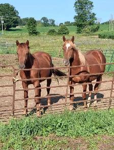 Quarter horse studs colts