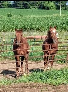 Quarter horse studs colts - Photo 2