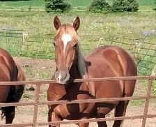 Quarter horse studs colts - Photo 3