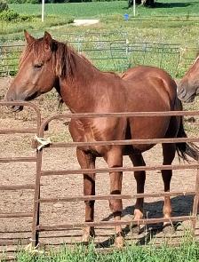 Quarter horse studs colts - Photo 4