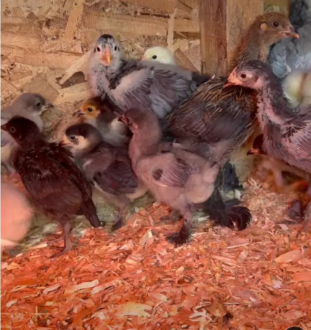Poussins et poules à donner