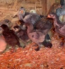Poussins et poules à donner