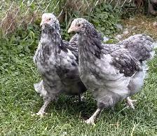 Poussins et poules à donner - Photo 2