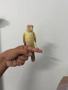 Baby Conures - Photo 10