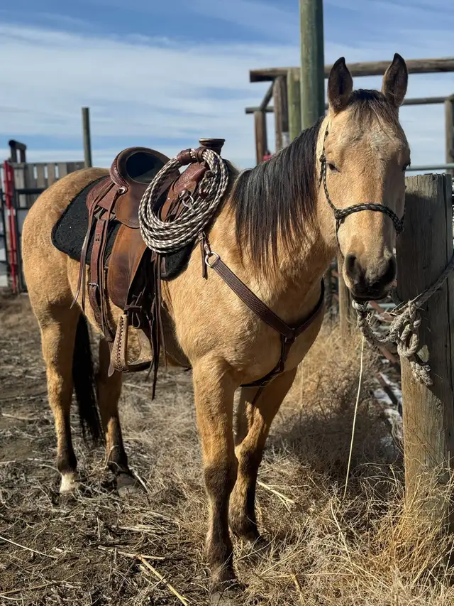 2020 aqha gelding