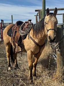 2020 aqha gelding