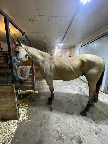 2020 aqha gelding - Photo 2