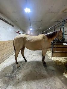 2020 aqha gelding - Photo 3