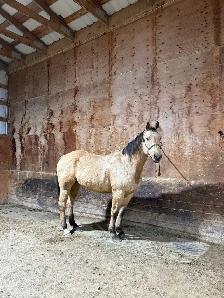 2020 aqha gelding - Photo 4