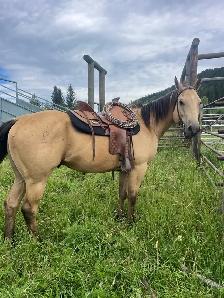 2020 aqha gelding - Photo 5