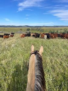 2020 aqha gelding - Photo 6