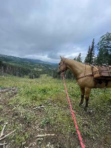 2020 aqha gelding - Photo 7