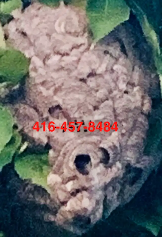 WASP NEST REMOVAL CALL- 416-457-8484- EXCELLENT PEST CONTROL