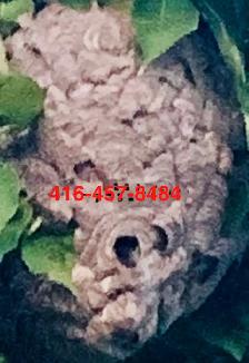 WASP NEST REMOVAL CALL- 416-457-8484- EXCELLENT PEST CONTROL