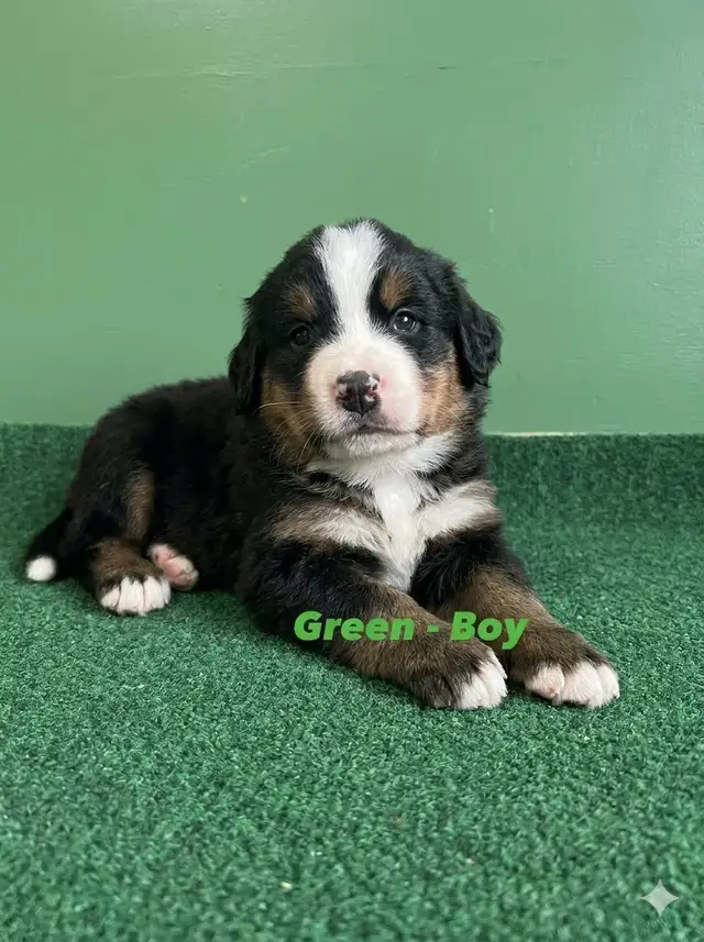 Bernese Mountain Dog Puppies