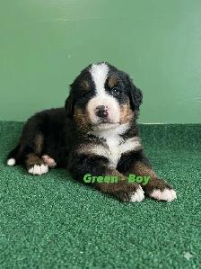 Bernese Mountain Dog Puppies