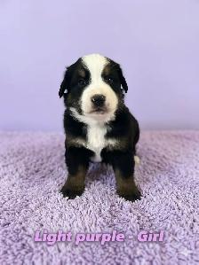 Bernese Mountain Dog Puppies - Photo 2