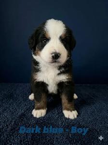 Bernese Mountain Dog Puppies - Photo 3
