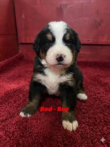 Bernese Mountain Dog Puppies - Photo 4