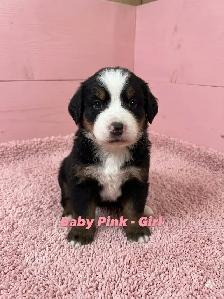 Bernese Mountain Dog Puppies - Photo 5