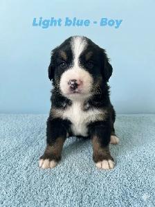 Bernese Mountain Dog Puppies - Photo 6