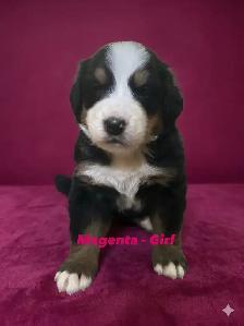 Bernese Mountain Dog Puppies - Photo 7