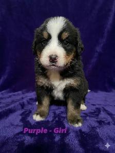 Bernese Mountain Dog Puppies - Photo 8